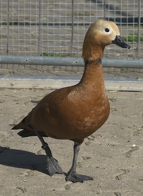 内线防守