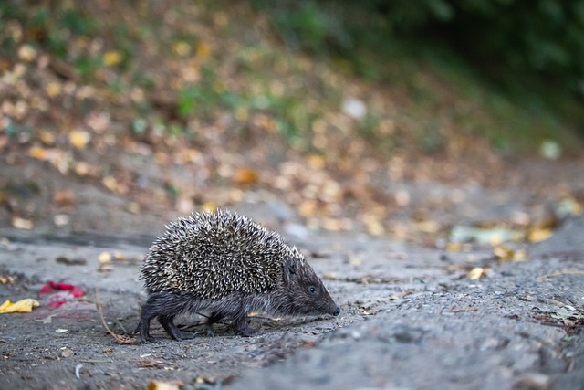 瞩目的西甲 瞩目的西甲